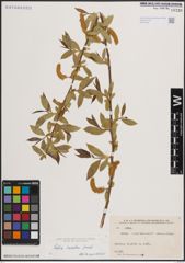 Foto von Salix excelsa S. G. Gmel.
